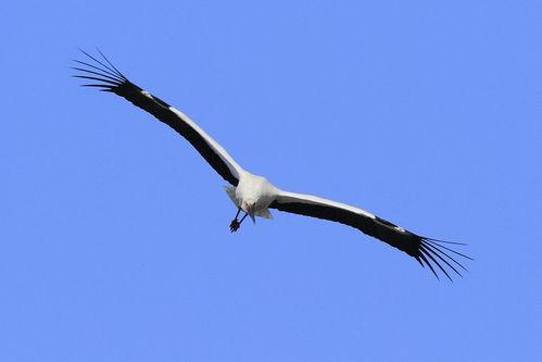 我是一只鹳,我是一只鹳的传奇之旅