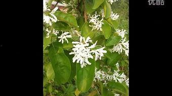 蔓萝花,穿越时空的神秘传说