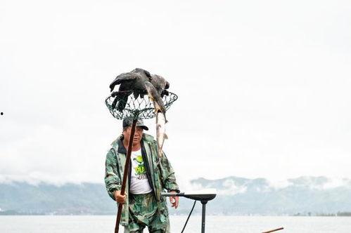 洱海上的鱼鹰,捕鱼高手与自然和谐共生的传奇