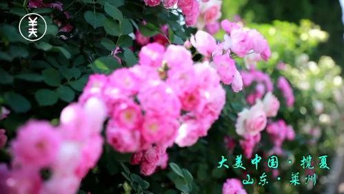 花开莱州,探寻山东莱州的花海魅力
