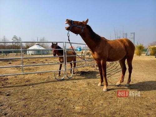 受伤的马,关爱与康复之路
